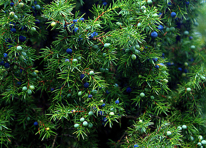 green leafed plants with fruits thumbnail