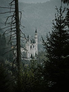 castle in the middle of the forest thumbnail