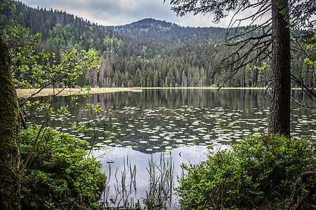 forest near lake thumbnail