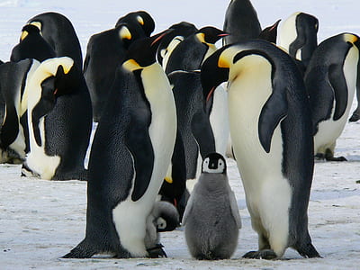 penguins illustration thumbnail