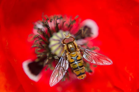 close up photo of brown hoverfly perched on flower thumbnail