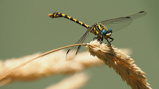 close up photo of yellow and blue dragonfly perched on pampas leaf thumbnail
