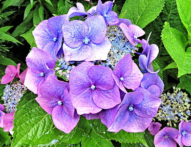purple hydrangeas in close-up photography thumbnail