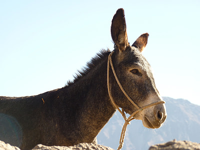 brown donkey across mountains during daytime thumbnail
