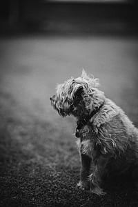 grayscale photography of dog on grass thumbnail