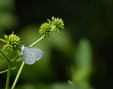 selective photography white butterfly perched on green flower thumbnail