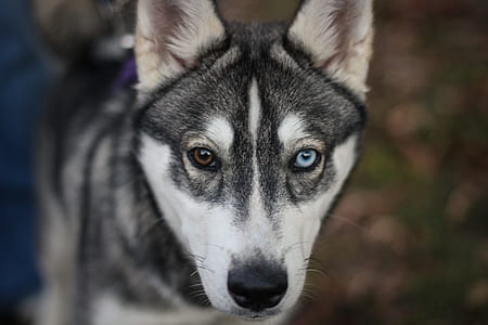 selective focus photo of odd-eyed Siberian husky thumbnail