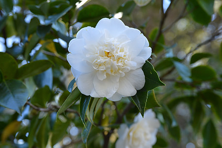 selective focus of white flower thumbnail
