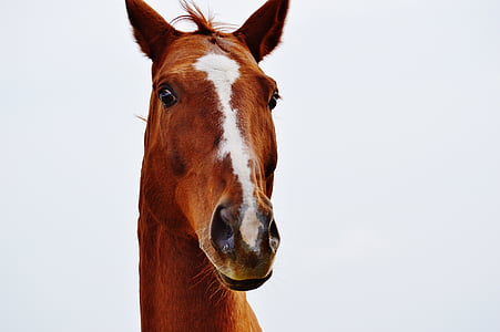 brown and white horse thumbnail