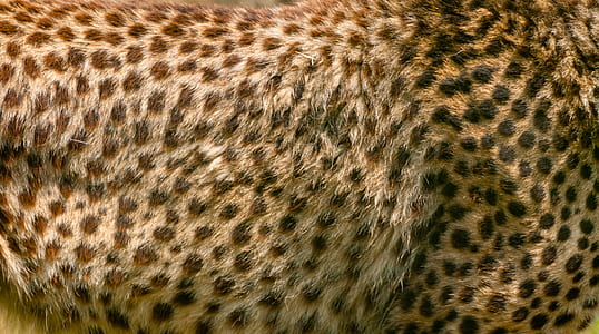 black and brown fur thumbnail