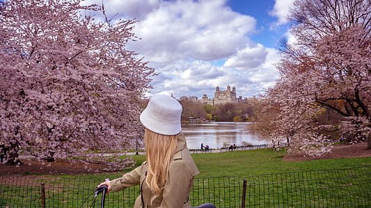 woman riding bicycle looking at cherry blossoms thumbnail