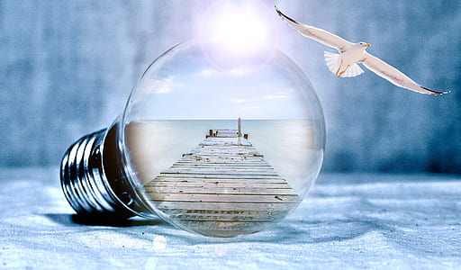 clear light bulb near seagull thumbnail