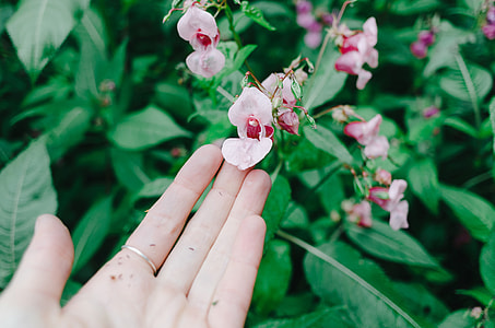 Rose hip flower thumbnail