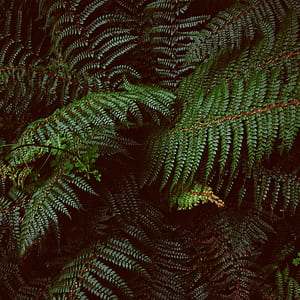 close up photo of green fern plant thumbnail