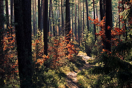 pathway in the middle of forest thumbnail