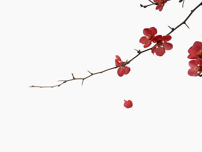 red petaled flowers closeup photo thumbnail