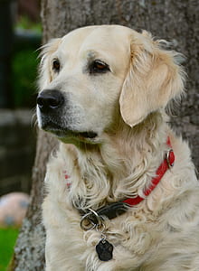 adult golden retriever near tree thumbnail