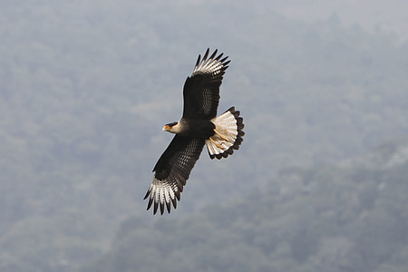 Northern crested caracara bird flying during daytime thumbnail