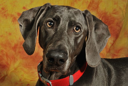 closeup photography of adult black great dane thumbnail