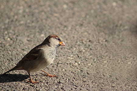 grey and brown bird on grey concrete surface at daytime thumbnail
