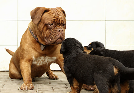 short-coated dog in front of Rottweiler puppies thumbnail