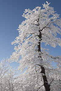 long angle view of tree with coated snow thumbnail