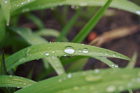 closeup photo of green grass with water dew thumbnail