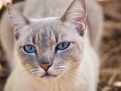 selective focus photography of short-haired brown cat thumbnail