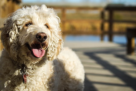 close-up photography of curly-coated white dog thumbnail