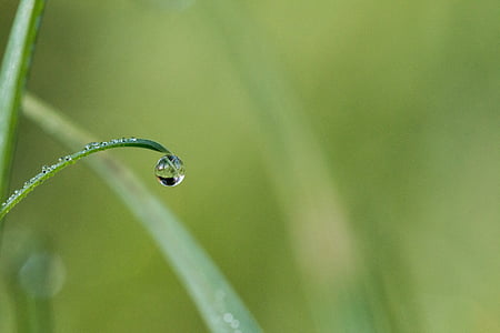 shallow focus photography of water dew on leaf thumbnail