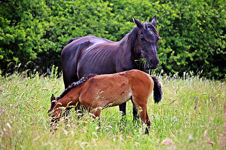 two black and brown horses standing on green grass thumbnail