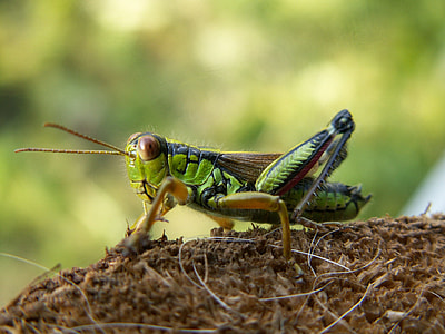 Grasshopper, Alpine Gebirgsschrecke thumbnail