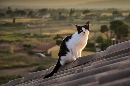 white and black tabby cat on bricked roof thumbnail