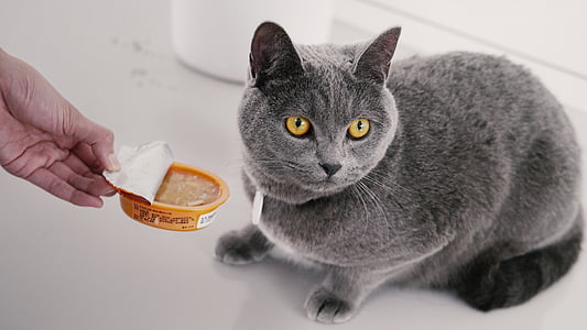 gray cat lying on floor thumbnail