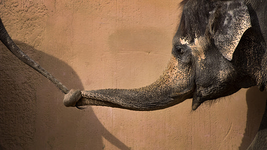 gray elephant holding elephant tail with its nose thumbnail