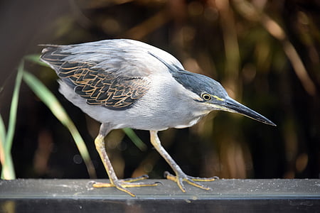 white and gray bird thumbnail
