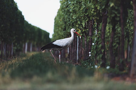 worm's eye view of crane bird during daytime thumbnail