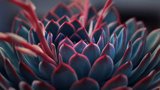 close-up photography of red succulent thumbnail