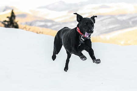 short-coated black dog running on snow path thumbnail