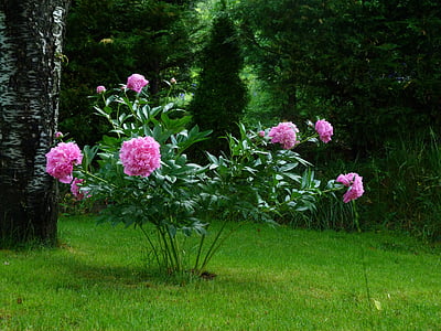 pink peonies in bloom at daytime thumbnail