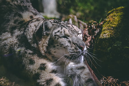 feline lying beside grass thumbnail