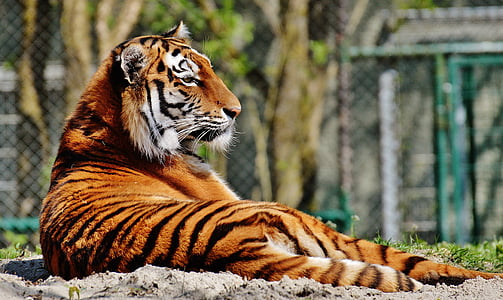 selective focus photo of orange tiger during daytime thumbnail