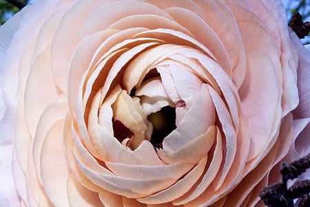 close-up photo of pink rose thumbnail