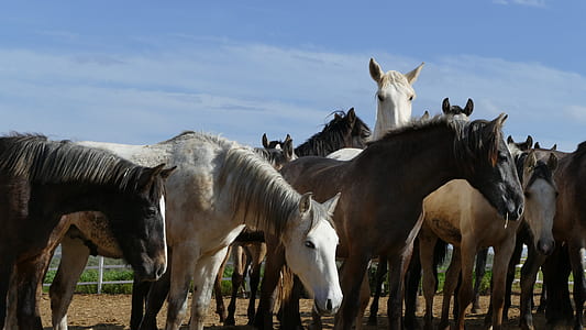 white and brown horses under blue sky thumbnail