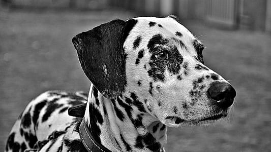 grayscale photography of adult Dalmatian thumbnail