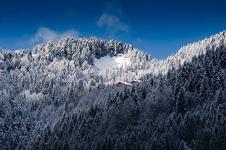 snow covered trees and house under blue sky thumbnail