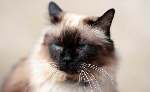 himalayan cat thumbnail