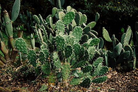 green Indian fig cactus thumbnail