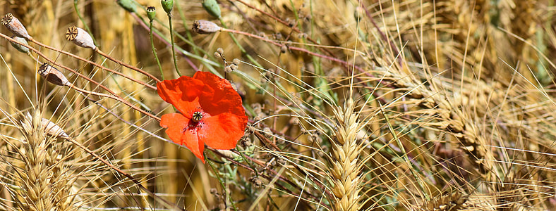red petaled flower surrounded with wheat during day thumbnail