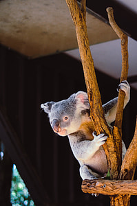 gray koala on brown wood stand thumbnail